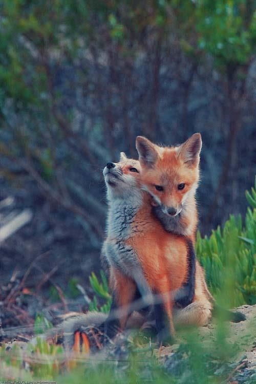 Foxes, The one in front:  "I Thank God every day,...