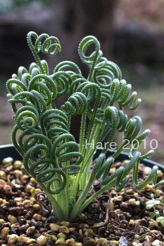 Albuca namaquensis, cool little plant, adds a lot...