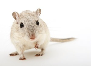 Mice Control Bolton | Book COSHH Compliant Rodent...
