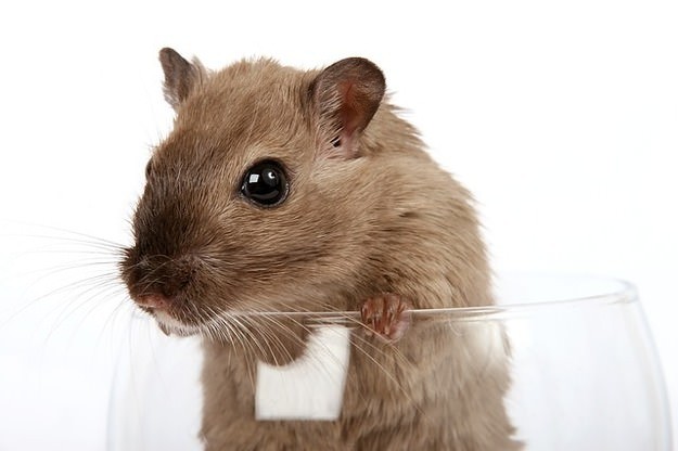 Mice Control Chester | Get Professional Rodents Co...