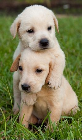 He ain't heavy...he's my brother! • photo: P...