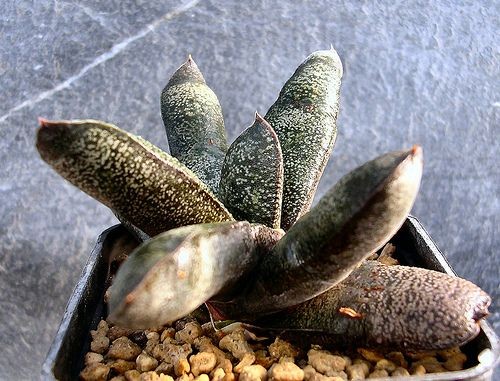 Succulent Plant Information: Gasteria batesiana IB...