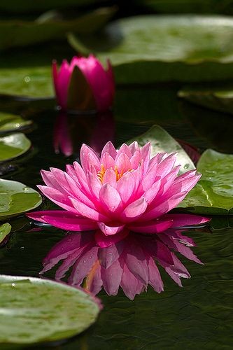 Pink water lily #flower #nature #lilypads.. Twins...