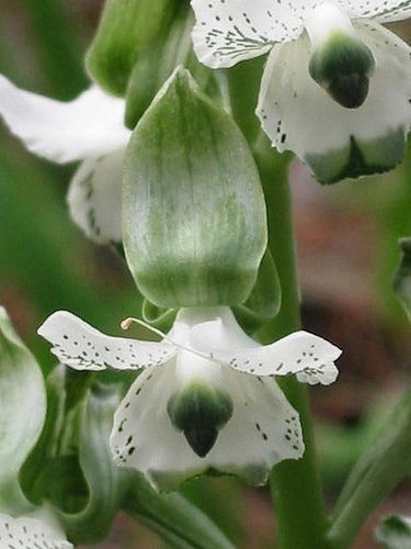 Orchid: Chloraea galeata - Flickr - Photo Sharing!