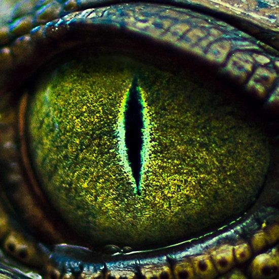 eye of the crocodile - very cool!  #animals #wildl...