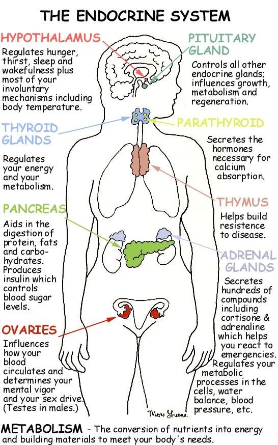 The Endocrine System -- The endocrine system is ma...