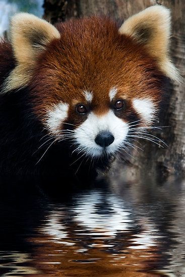 Red panda - The Red Panda, also called the Firefox...