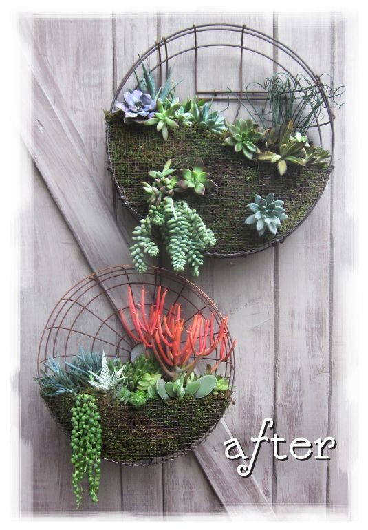 Succulent planter gardens from vintage rotary fan...