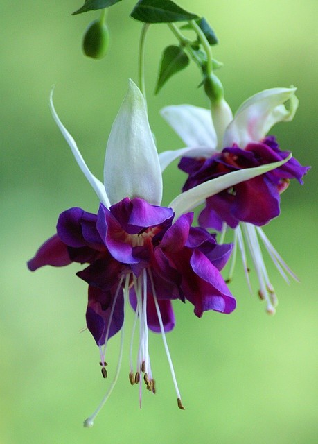 Purple and white fuchsia