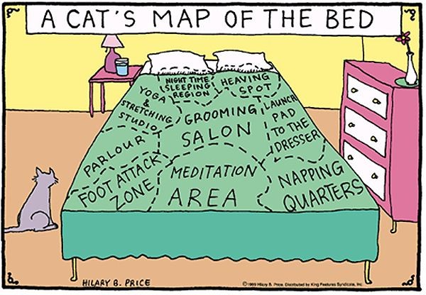 True, except the pillows would be the cats also, c...