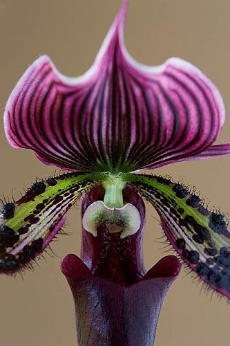 Close up of an orchid - paphiopedilum www.clivenic...