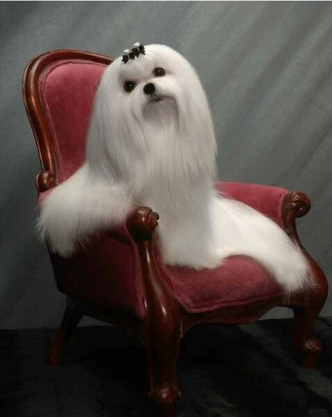 Maltese     Beautiful but I don't think this dog w...