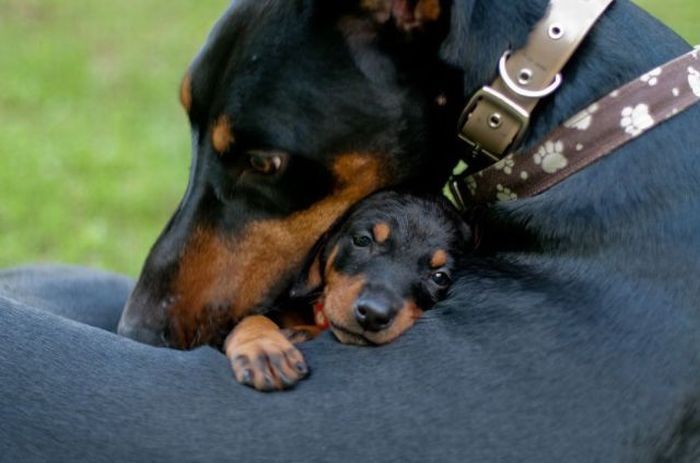 One of my favorite things: #dachshund #puppies and...