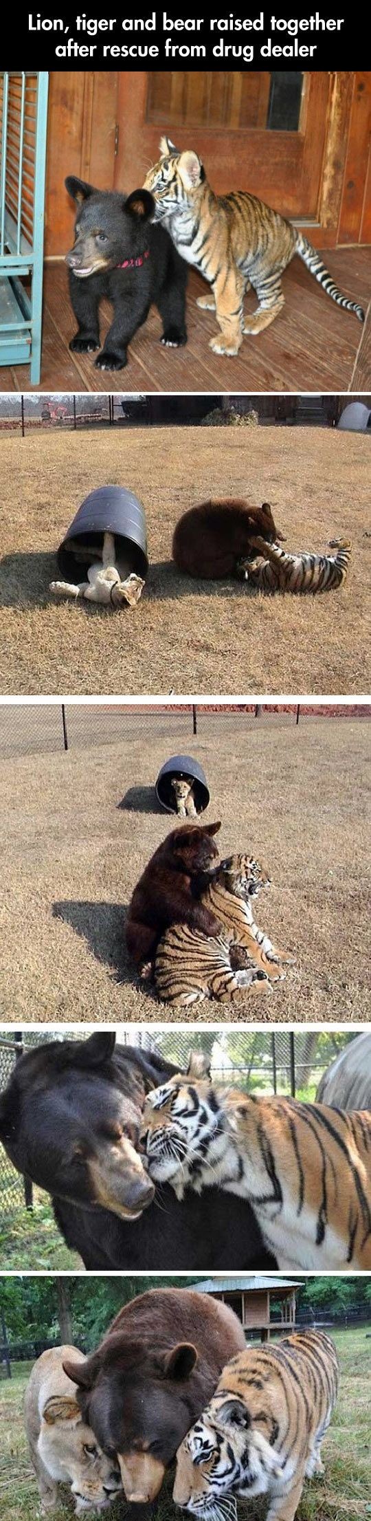 Unexpected Friends // funny pictures - funny photo...