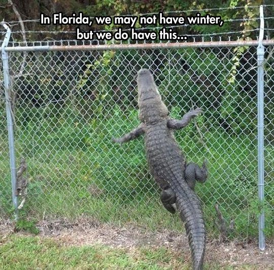 Florida: The Australia of America // funny picture...