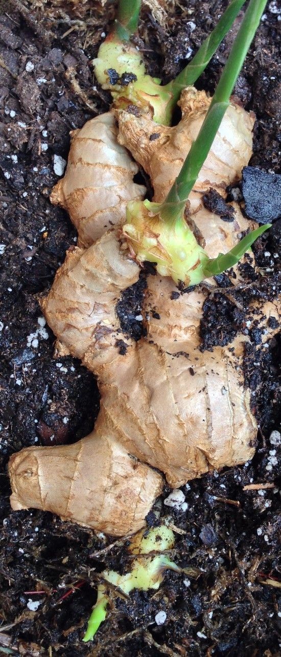 Grow your own ginger roots from store-bought produ...