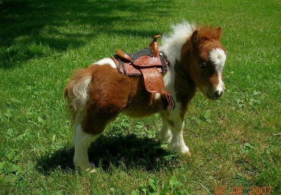 Littlest Horse Breed | Here she is after being cli...