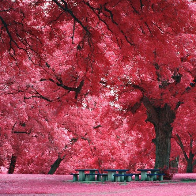 Now, those are some red trees... and exactly where...