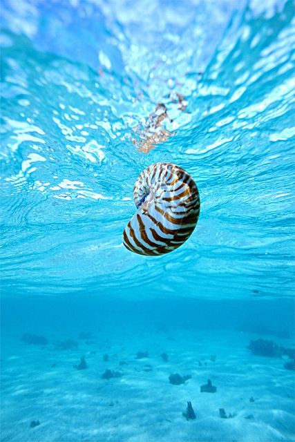 The Nautilus, Greek for 'sailor', is a mollusk tha...