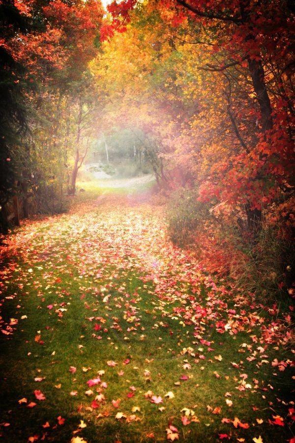 autumn-dreaming: aspooktacularhalloween: Autumn Magic by Laura Johnson ...