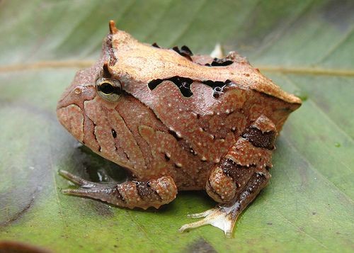 Amazon Horned Frog, Ceratophrys cornuta. Photo by...