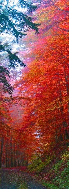 Autumn splendor.... want to drive my Porshe Carrer...