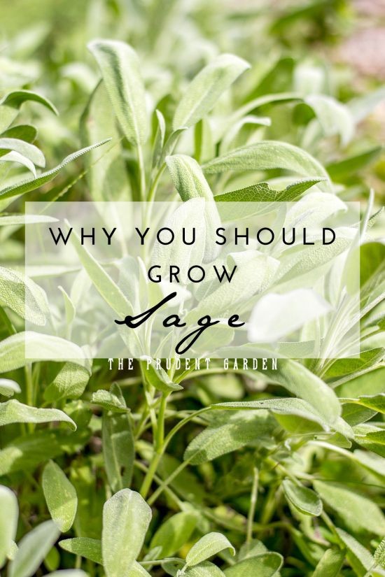 Sage is a easy to grow plant that you should incor...