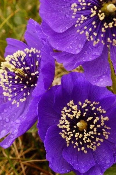 Purple Poppies #flower #nature