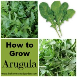 How to Grow Arugula | The Homestead Garden: "You d...