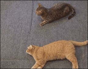 This cat who successfully managed to be lazy and h...