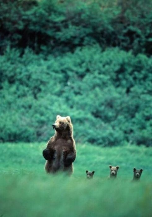 Hello! Mama bear with babies