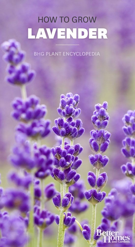 Learn how to grow fragrant lavender: http://www.bh...