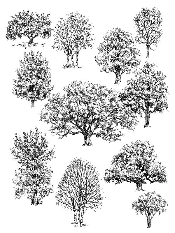 pen and ink drawings of trees...Claudia Nice