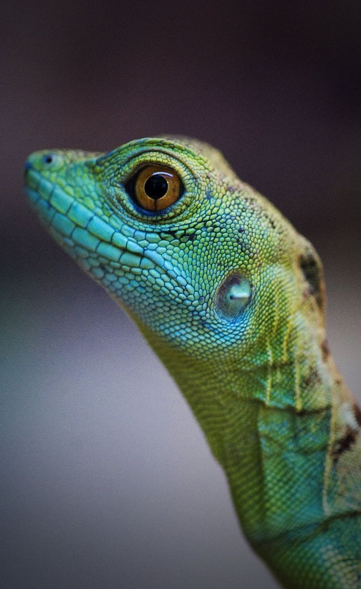 #lizard #reptile profile, protruding face eyes on...