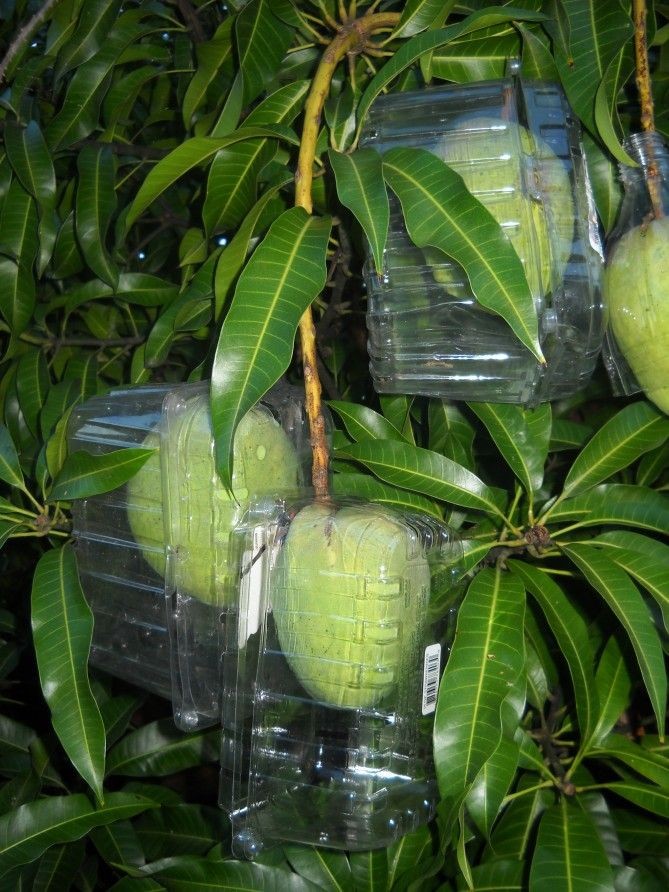 Clever trick to protect fruit from birds and squir...