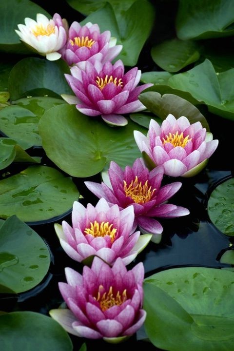 water lilies..someday I would love to have a Zen g...