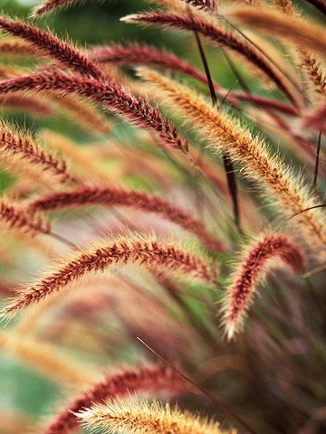 Purple Fountain Grass - Love this in a container w...