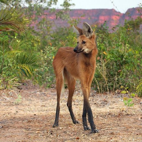 Despite its name, the maned wolf is not a wolf at...