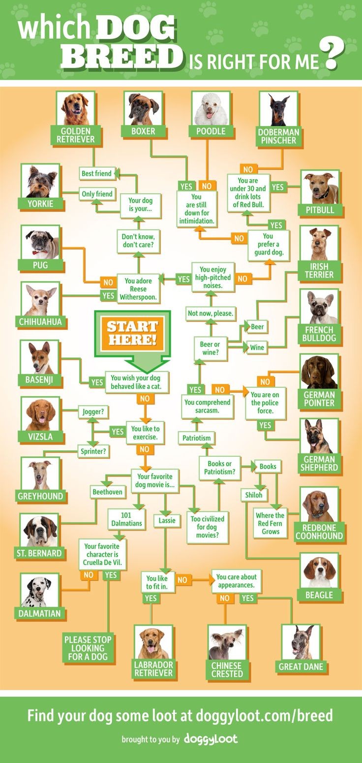Fun Infographic on Which Breed of Dog is Right for...