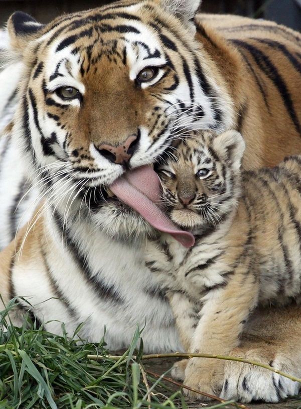 Tigers. Just think when your son pulls away as you...