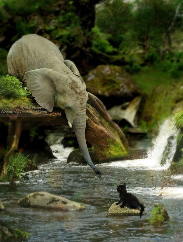 True compassion: Elephants are among the most emot...