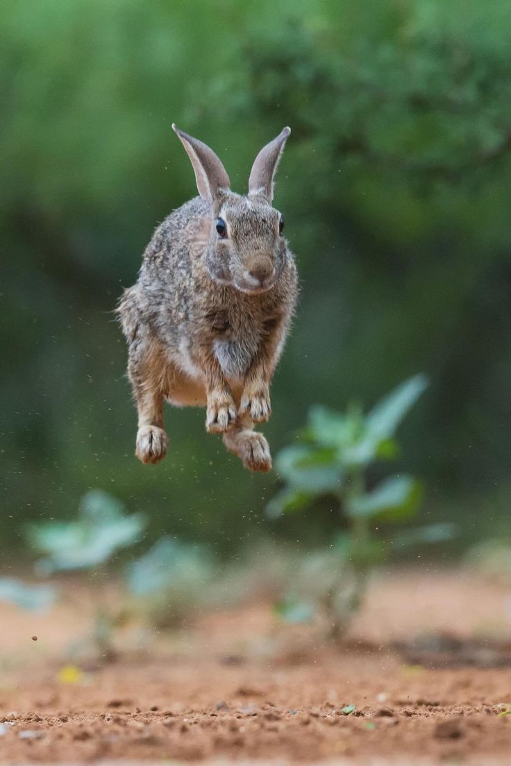 ~~Bouncing Bunny by Kurt Bowman~~