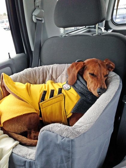 Travel Bed that's Safe for your dog in the Car //...