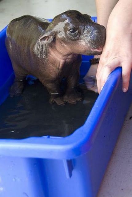 Sooooo Cute! Bath time for baby hippo!  HIPPO!!! -...
