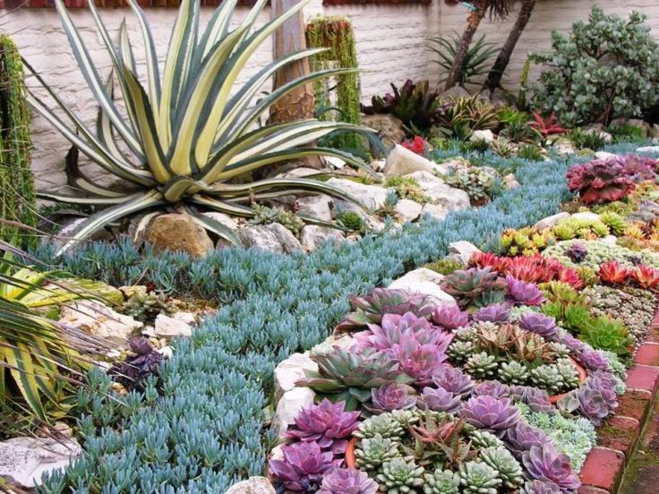 Sherman Gardens "Coral Reef" Succulent Bed