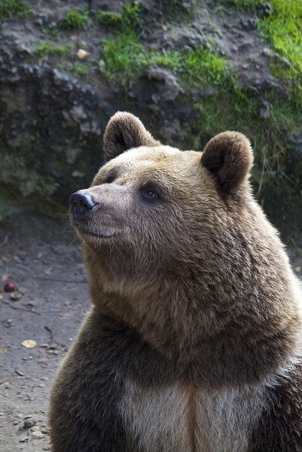 Brown Bear by Missud