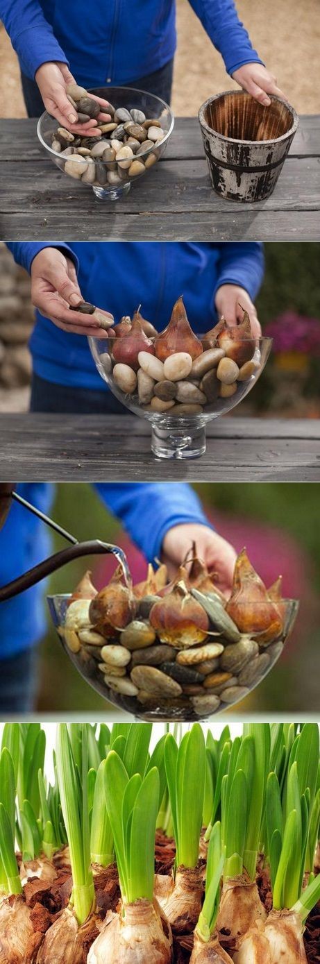 Alternative Gardning: How to Grow flower Bulbs in...
