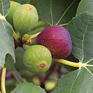 How To Grow Figs in your backyard, or easy to grow...