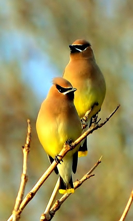 The Cedar Waxwing is a member of the family Bombyc...