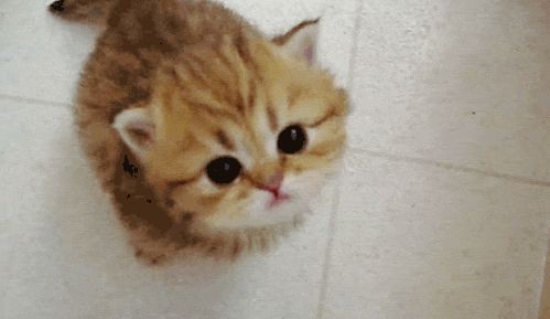 Top 10 cutest kitten GIFs EVER! Yes, we just opene...